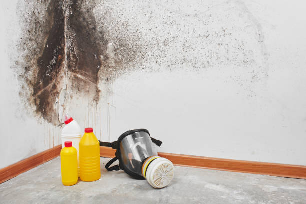 Best Office Mold Removal Services  in Lake Mathews, CA