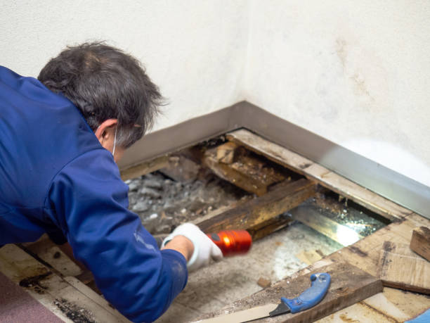 Best Same-Day Mold Removal  in Lake Mathews, CA
