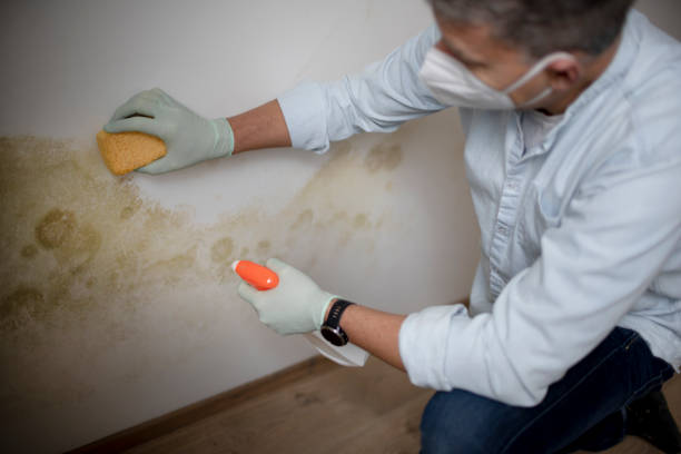 Best Mold Damage Repair  in Lake Mathews, CA