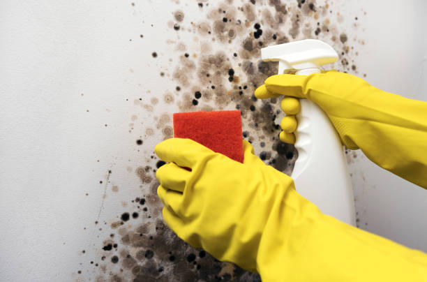 Best Residential Mold Removal  in Lake Mathews, CA