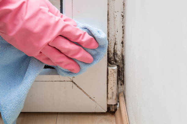 Best Mold Testing and Removal  in Lake Mathews, CA